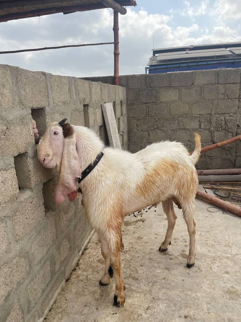gulabi bakra bakra 1