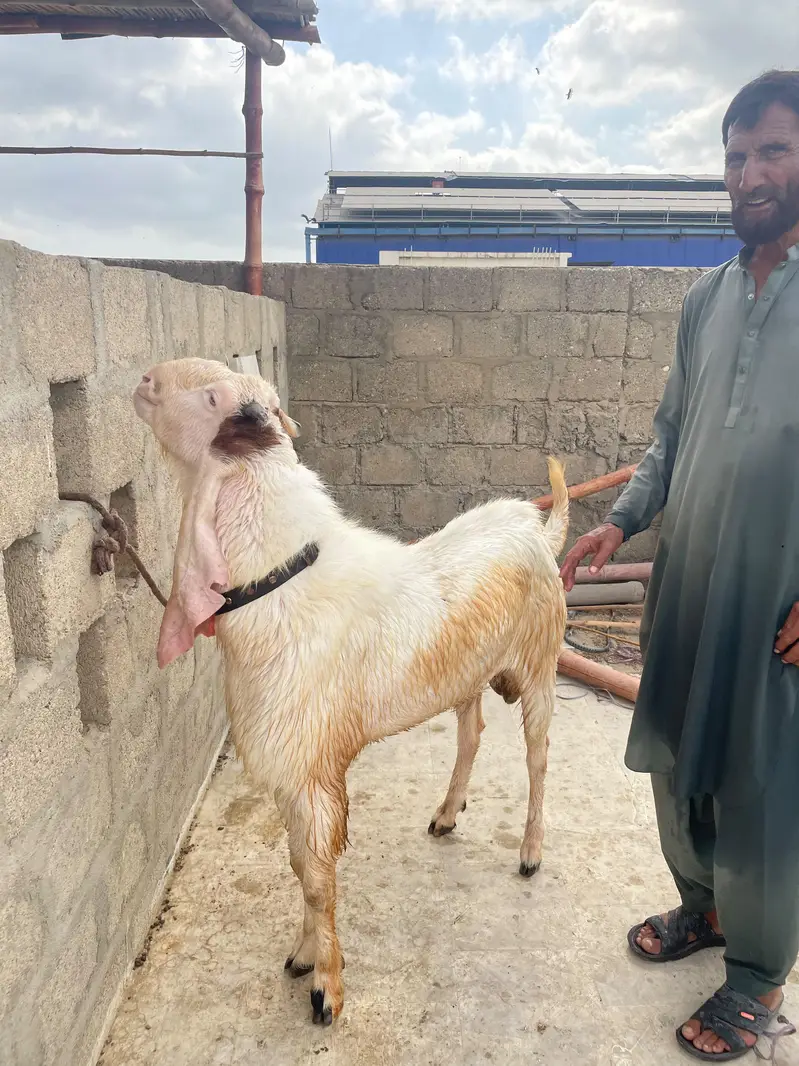 gulabi bakra bakra — photo 3