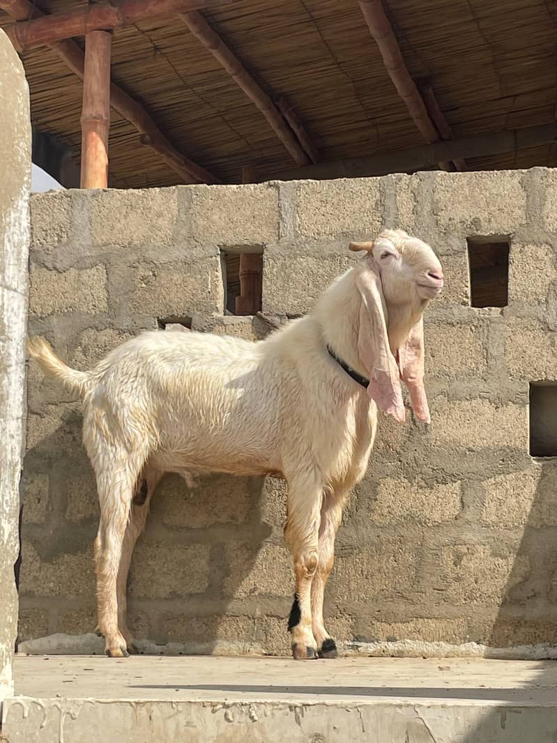 gulabi bakra bakra 3