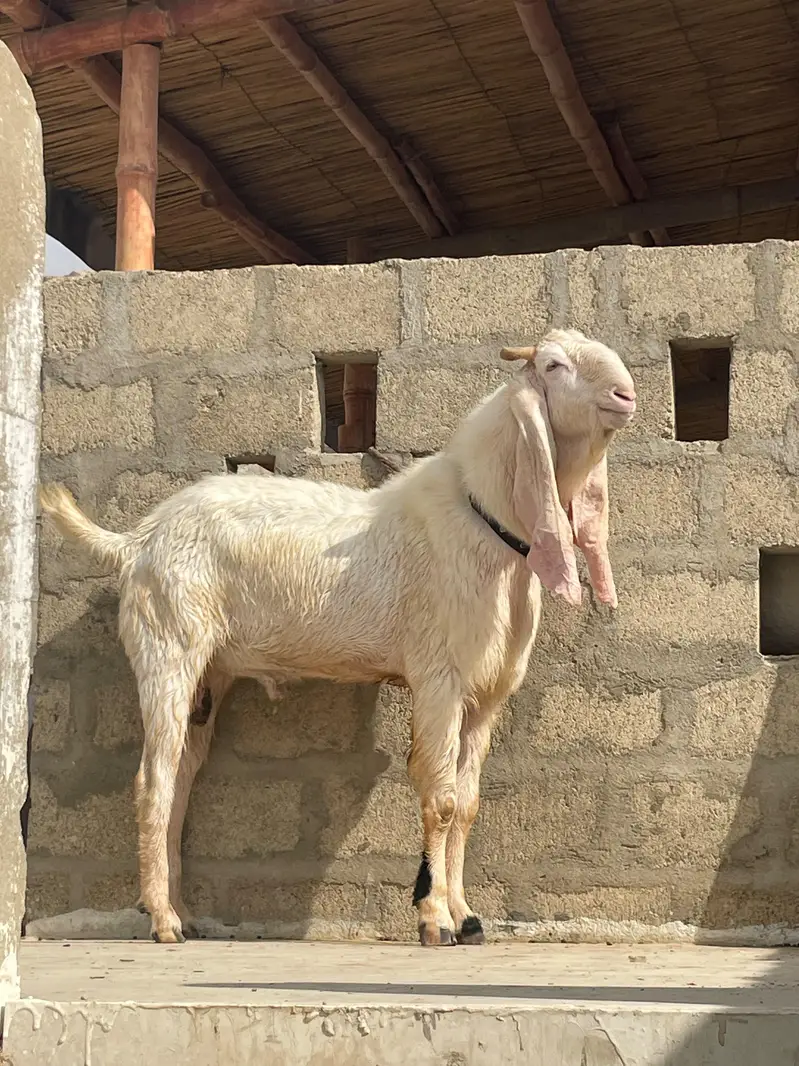 gulabi bakra bakra — photo 4