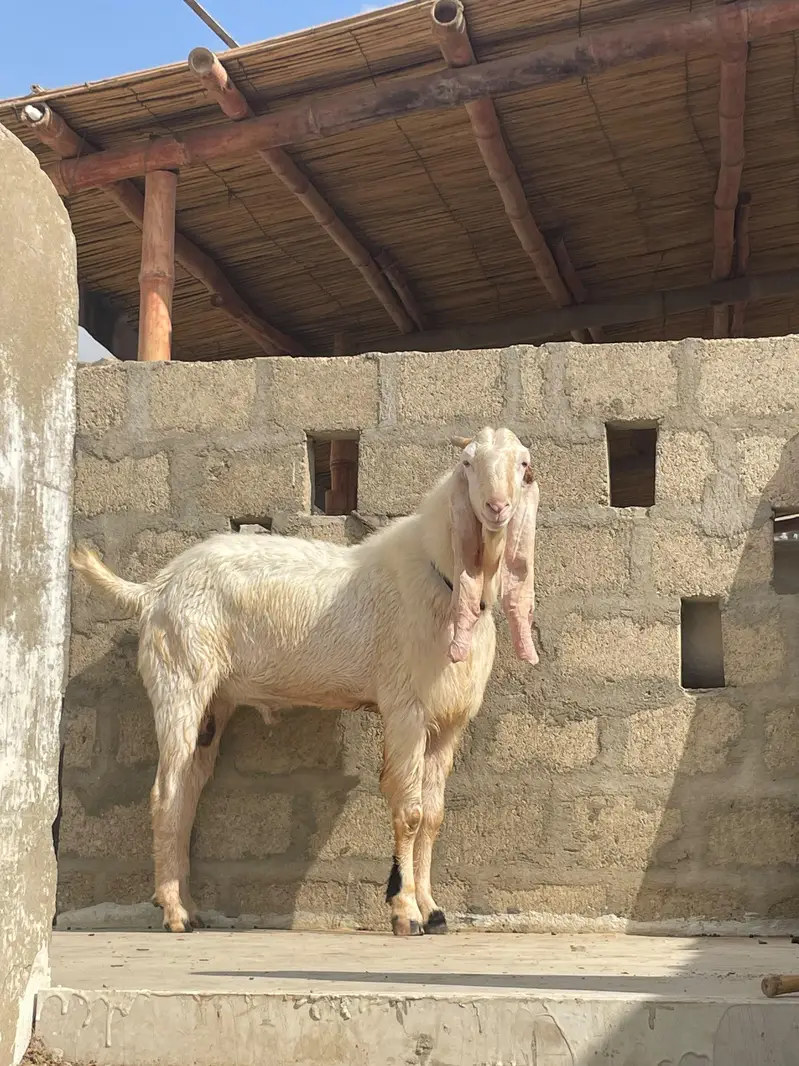 gulabi bakra bakra — photo 5