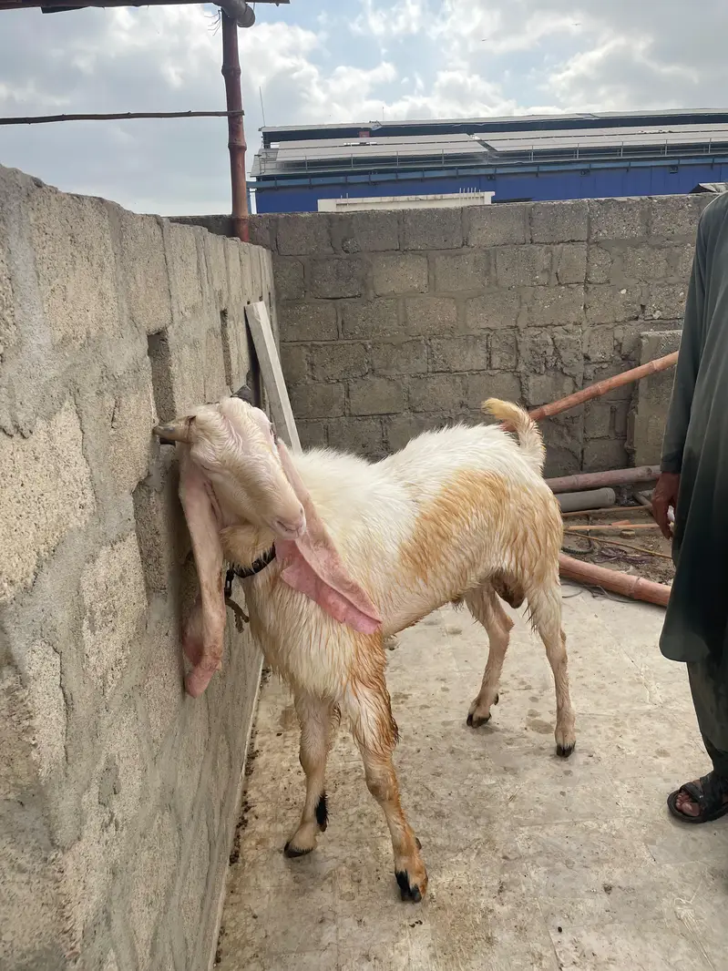 gulabi bakra bakra — photo 7