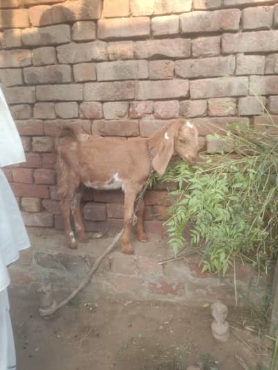 goat for sall argent