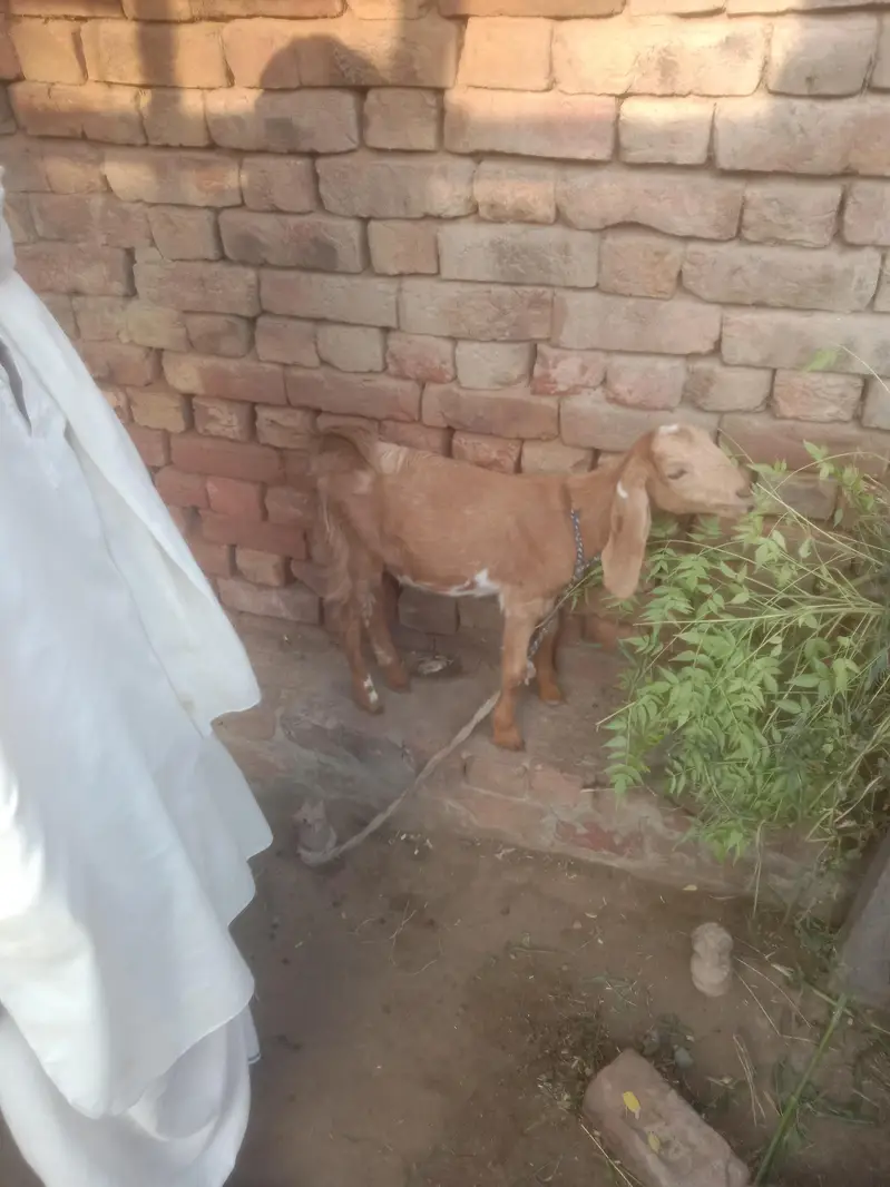 goat for sall argent — photo 2