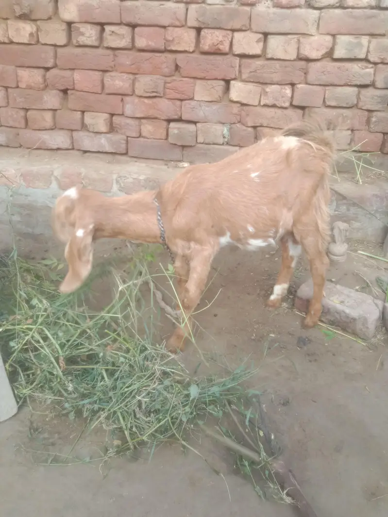 goat for sall argent — photo 3