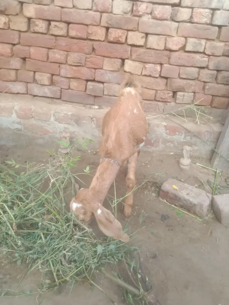 goat for sall argent — photo 4