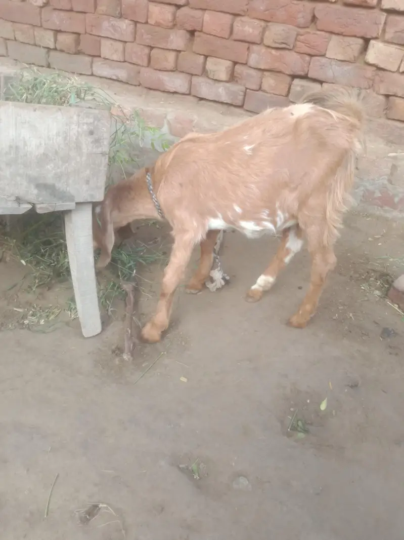 goat for sall argent — photo 5