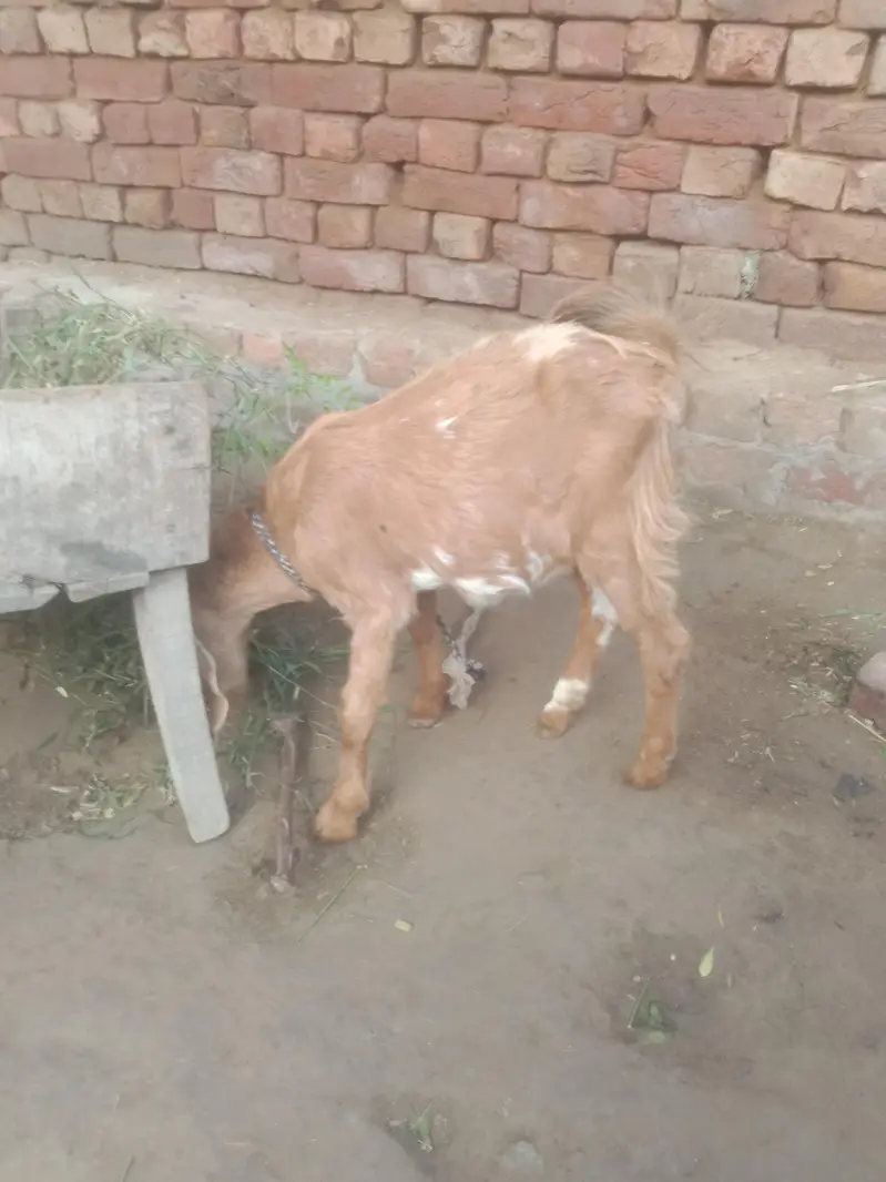 goat for sall argent — photo 6