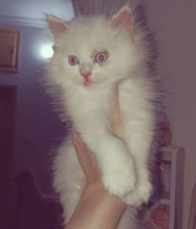 Playful triple coat Kitten URGENT SALE