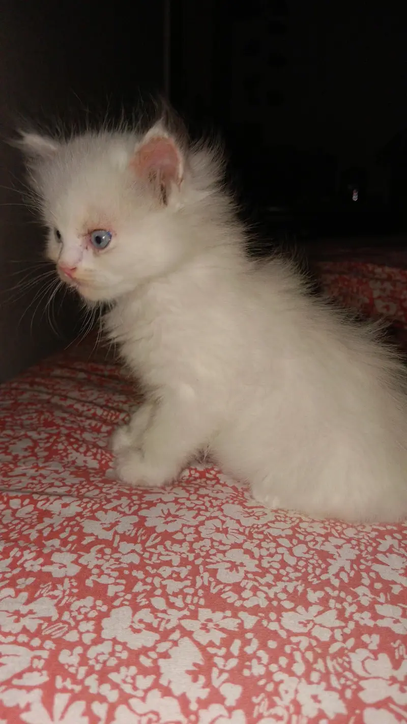 Playful triple coat Kitten URGENT SALE — photo 2
