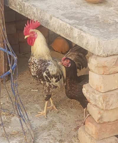 breeder desi murga