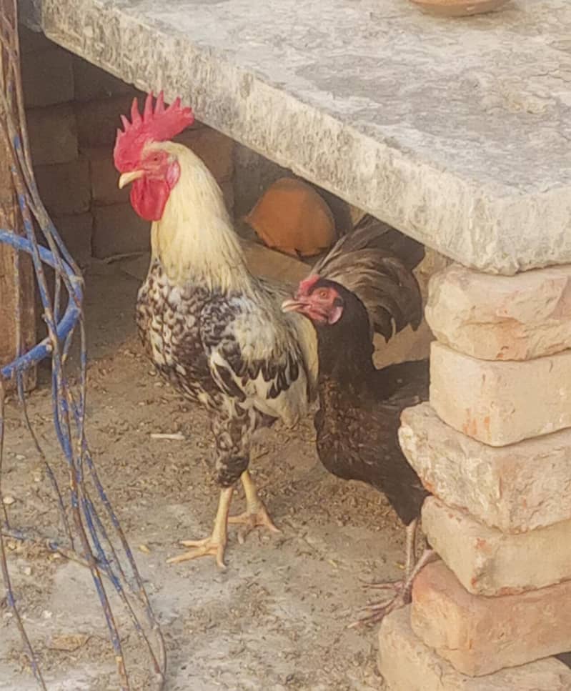 breeder desi murga 0