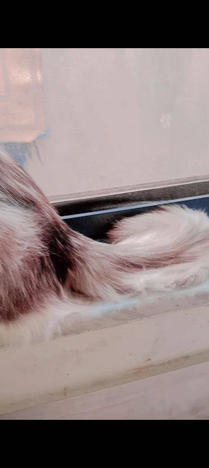 goollo 5