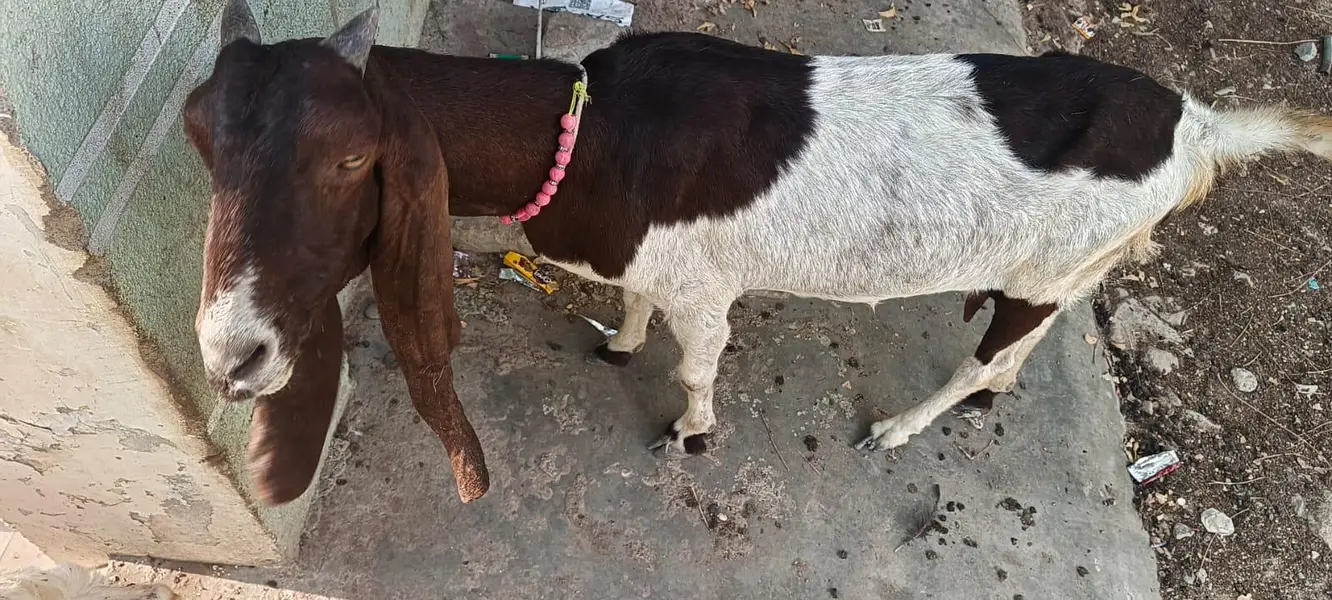 6 dant ki bakri ha dodh dene wali betal nasal ha — photo 3