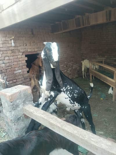 makki chini male for sale