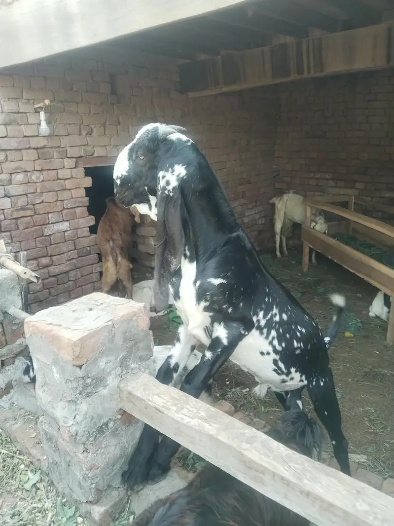 makki chini male for sale — photo 2
