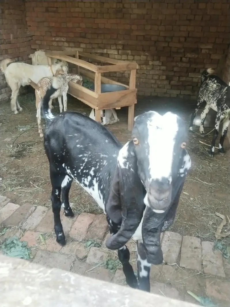 makki chini male for sale — photo 3