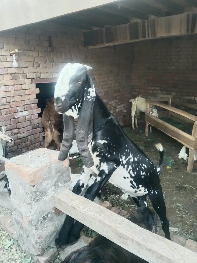 makki chini male for sale — photo 4