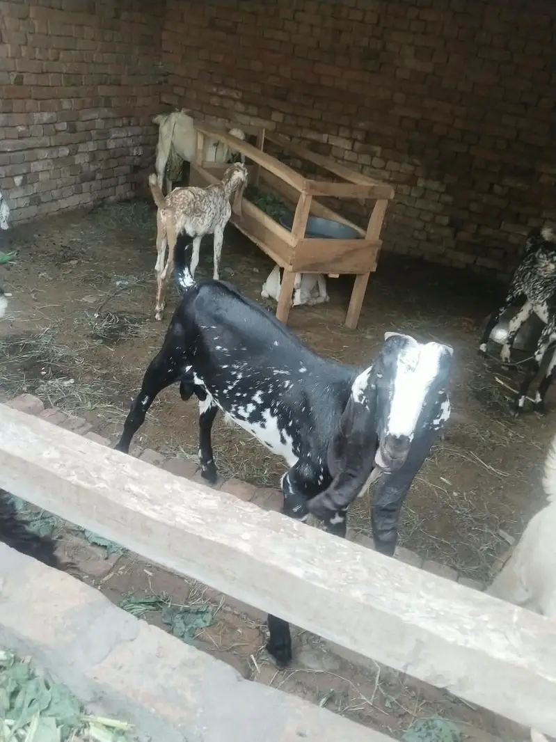 makki chini male for sale — photo 5