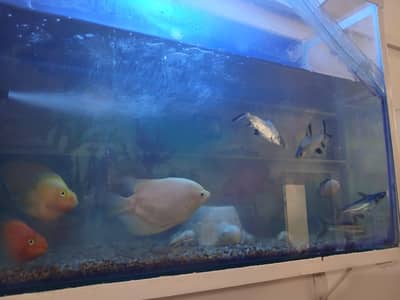 All fishes for sale with free Aquarium