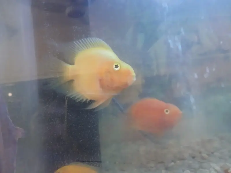 All fishes for sale with free Aquarium — photo 2