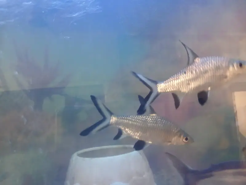 All fishes for sale with free Aquarium — photo 3