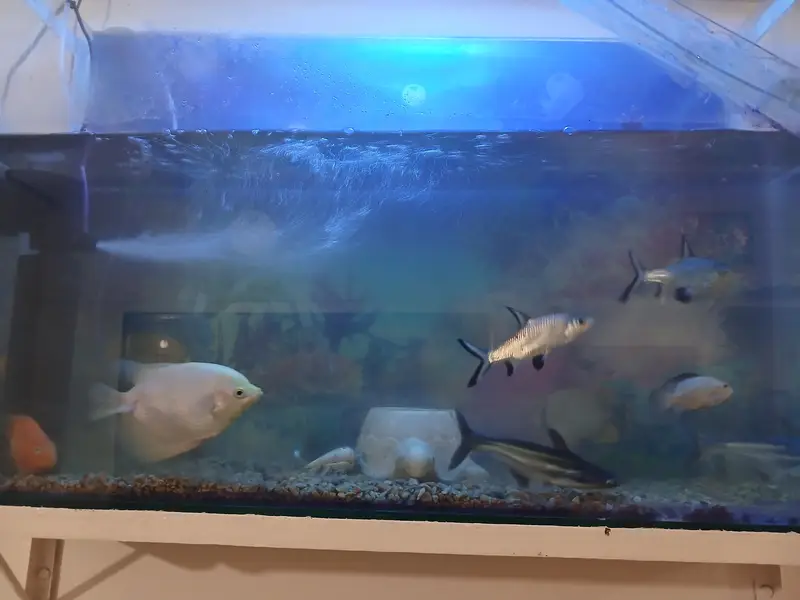 All fishes for sale with free Aquarium — photo 4