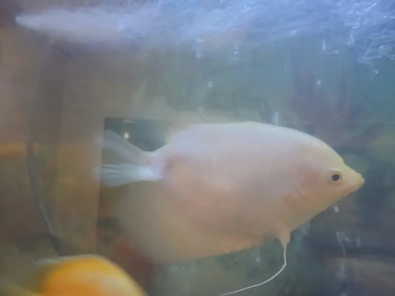 All fishes for sale with free Aquarium — photo 5