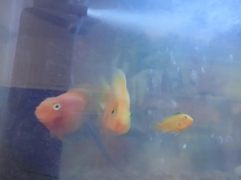 All fishes for sale with free Aquarium — photo 6