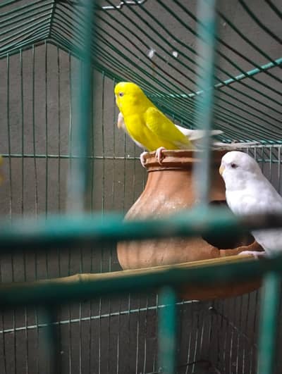 2 red eye breder pair