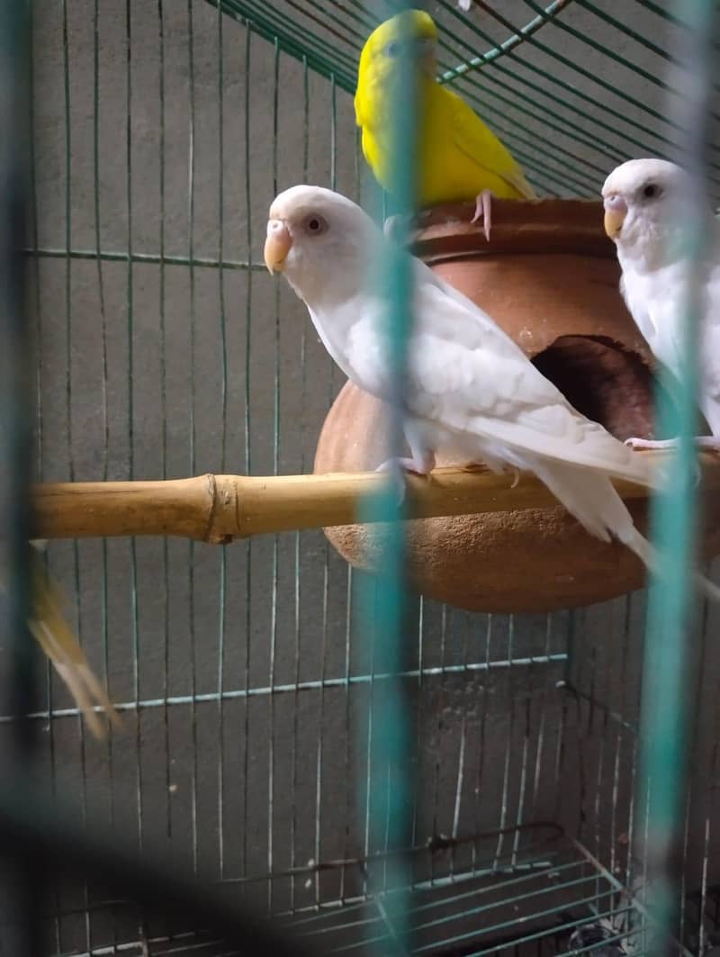 2 red eye breder pair 2