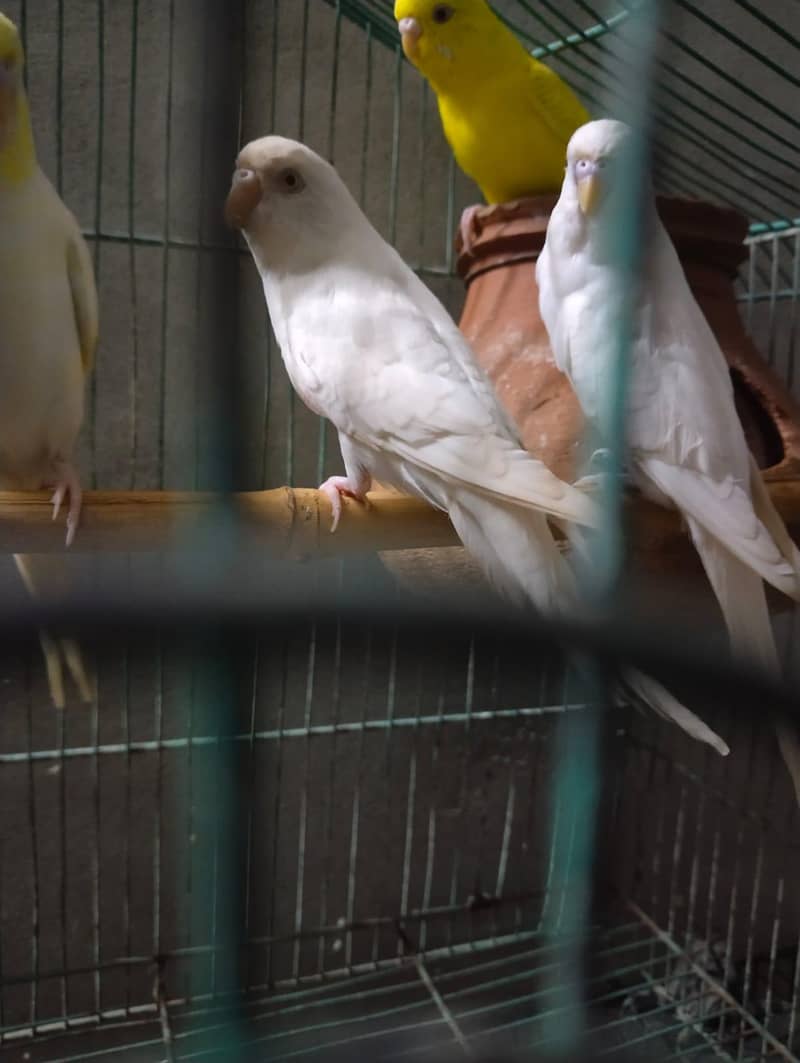 2 red eye breder pair 3
