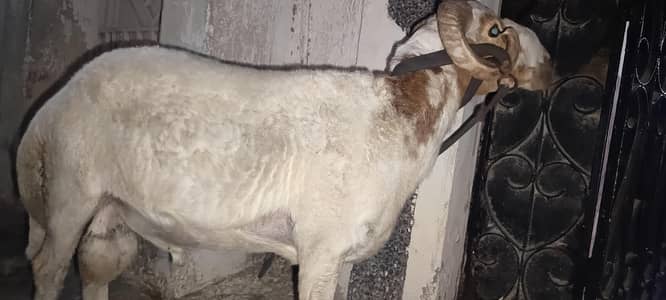 sheep only sereas bayar contact