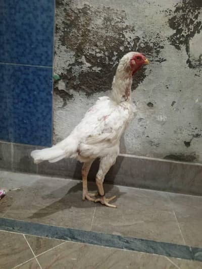 shamo female what's up 03194781010