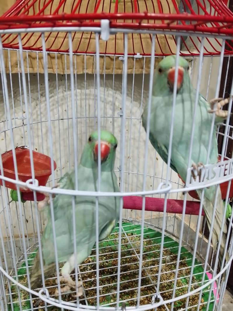 parrots 0