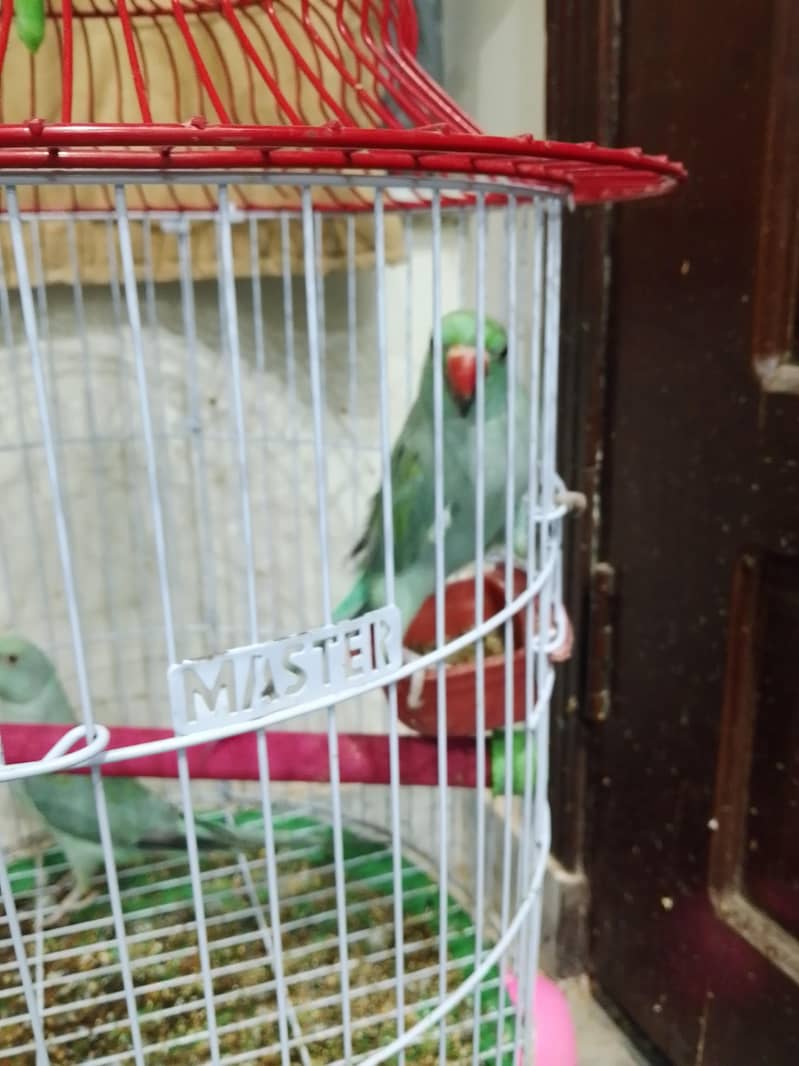 parrots 1