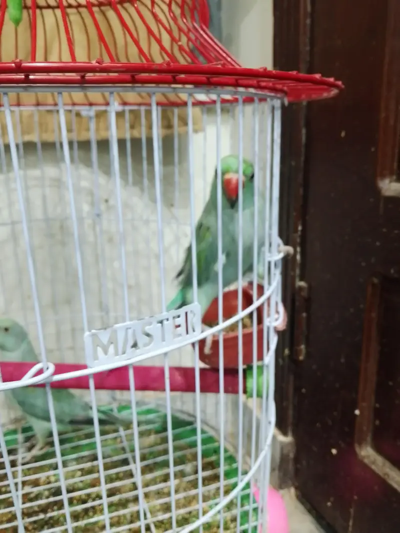 parrots — photo 2
