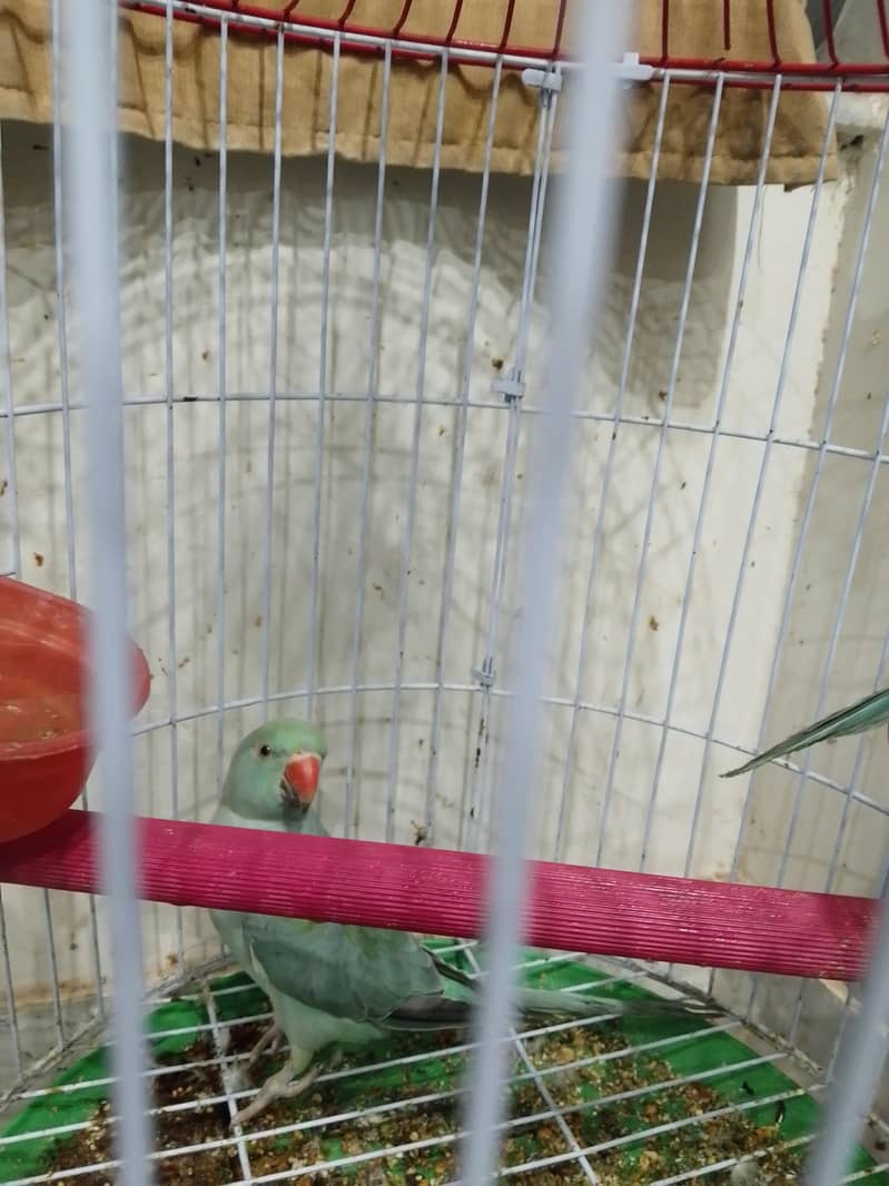 parrots 2