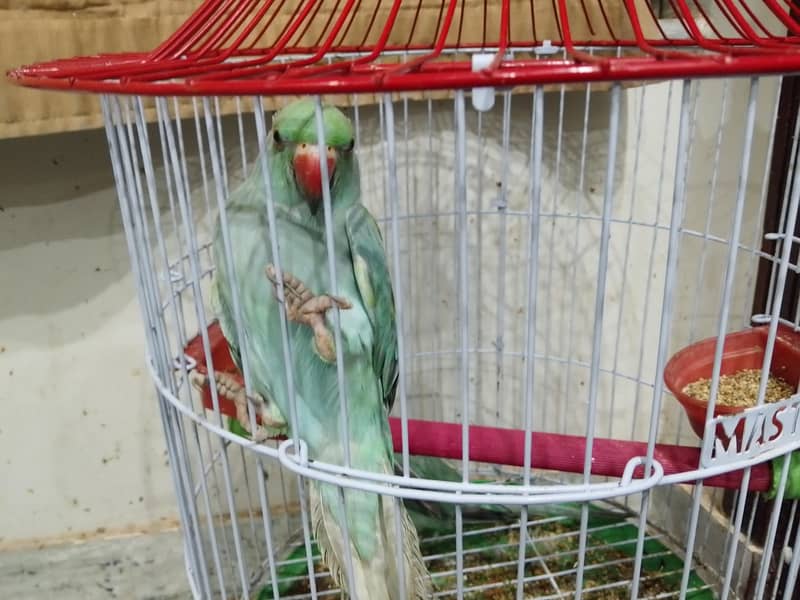 parrots 3