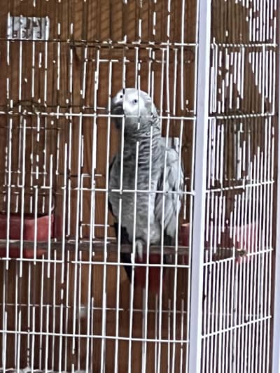 African Grey Congo bird