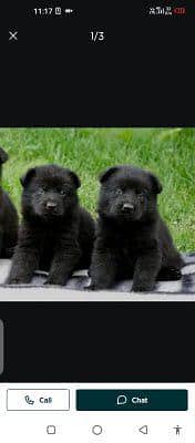 German Shepherd dog for sale male or female my WhatsApp309=37=11=445