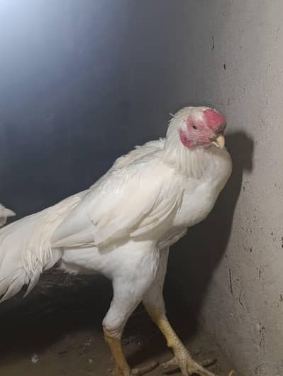 INDAIN PARROT BEAK