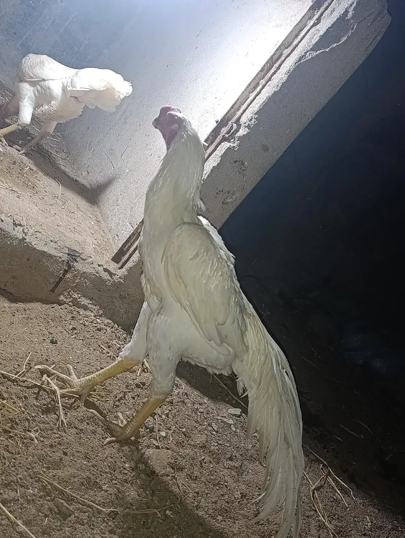 INDAIN PARROT BEAK — photo 2