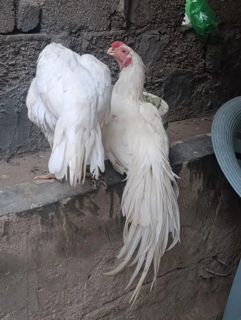 INDAIN PARROT BEAK — photo 3