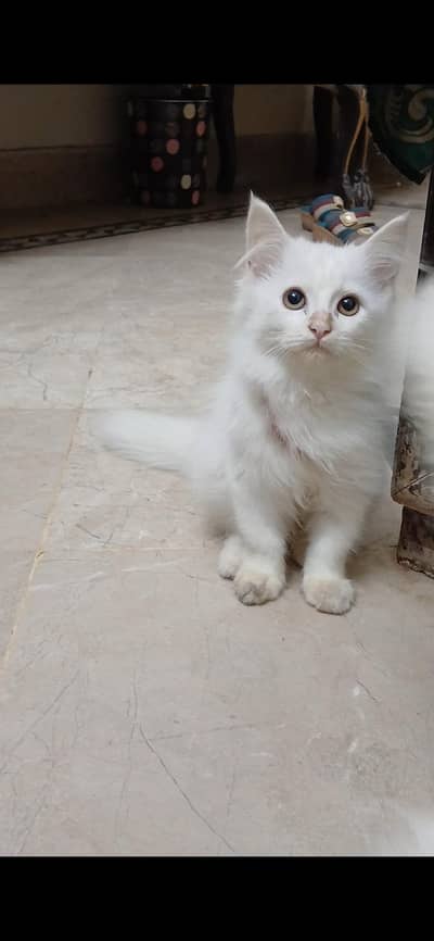 white Persian kitten