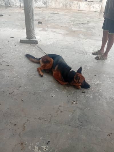 German shepherd