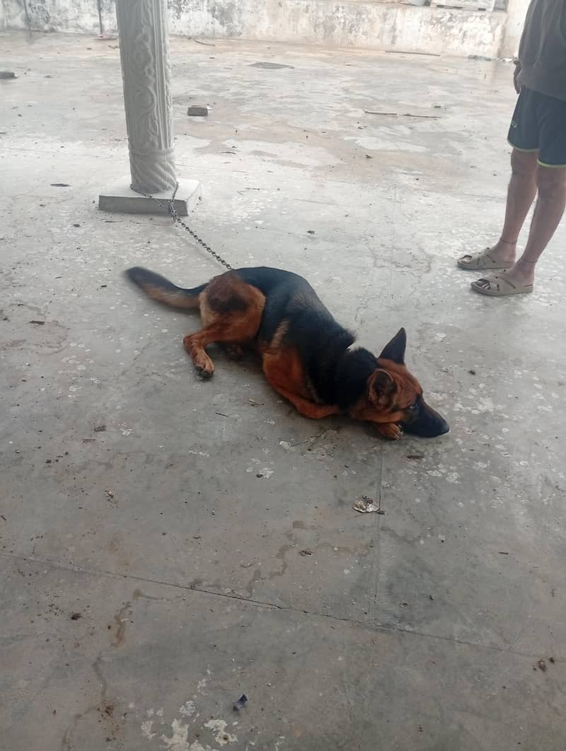 German shepherd 0