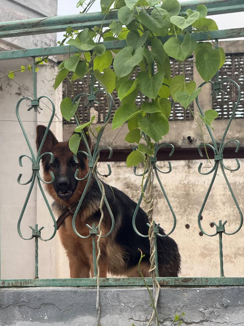 German shepherd 2