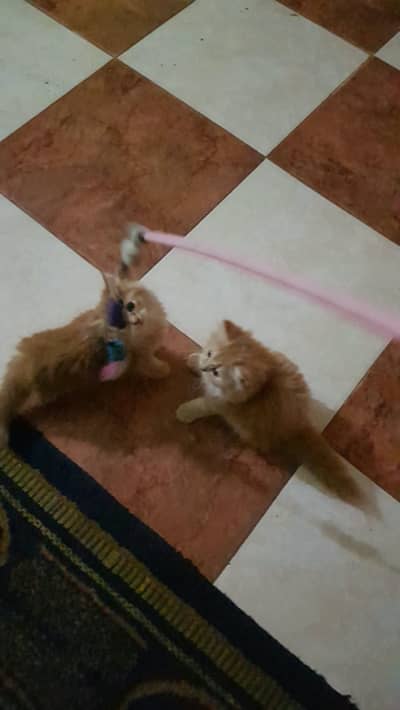 Cat for Sale with Two Kittens