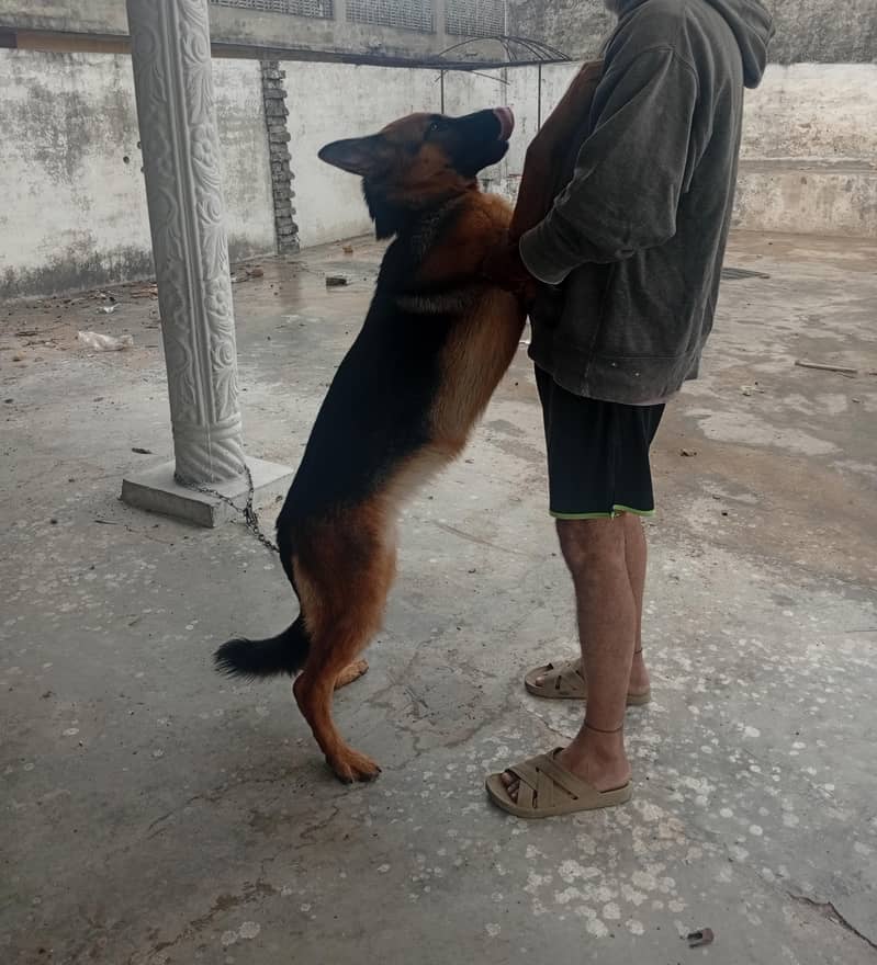 German shepherd 5